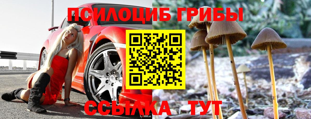 Псилоцибиновые грибы Cubensis Губаха